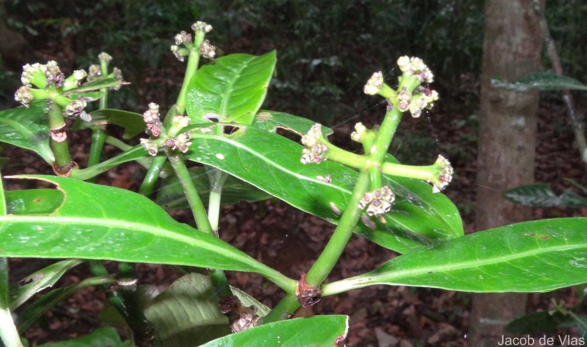 Psychotria nigra var. nigra